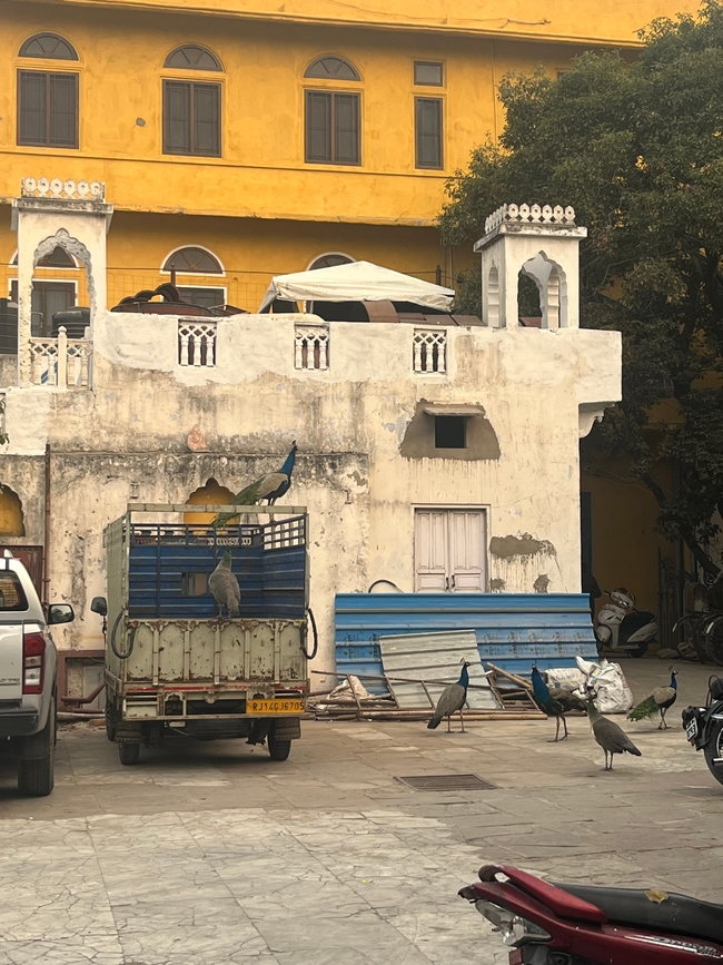 A vibrant scene with peacocks casually roaming around an urban parking area. In the foreground, peacocks strut on the ground, while another perches confidently atop a white and blue truck, all set against a striking yellow building with classic architecture.